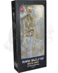 COO Model The Human Skeleton (Diecast Alloy)